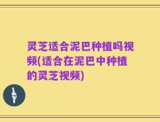 灵芝适合泥巴种植吗视频(适合在泥巴中种植的灵芝视频)
