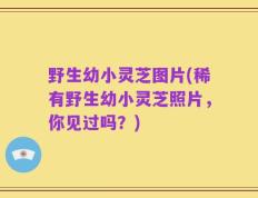 野生幼小灵芝图片(稀有野生幼小灵芝照片，你见过吗？)