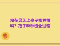 粘在灵芝上孢子能种植吗？孢子粉种植全过程