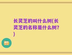 长灵芝的叫什么树(长灵芝的名称是什么树？)