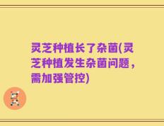 灵芝种植长了杂菌(灵芝种植发生杂菌问题，需加强管控)