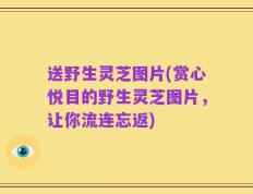 送野生灵芝图片(赏心悦目的野生灵芝图片，让你流连忘返)