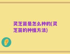 灵芝苗是怎么种的(灵芝苗的种植方法)