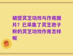 破壁灵芝功效与作用图片？已采集了灵芝孢子粉的灵芝功效作用怎样呢