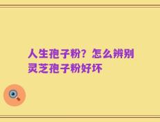 人生孢子粉？怎么辨别灵芝孢子粉好坏