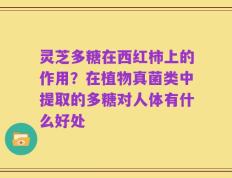 灵芝多糖在西红柿上的作用？在植物真菌类中提取的多糖对人体有什么好处