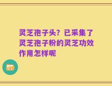 灵芝孢子头？已采集了灵芝孢子粉的灵芝功效作用怎样呢