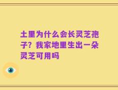 土里为什么会长灵芝孢子？我家地里生出一朵灵芝可用吗
