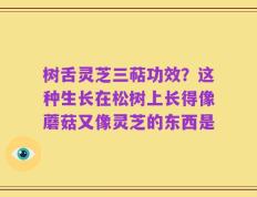 树舌灵芝三萜功效？这种生长在松树上长得像蘑菇又像灵芝的东西是