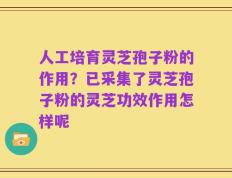 人工培育灵芝孢子粉的作用？已采集了灵芝孢子粉的灵芝功效作用怎样呢