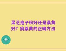 灵芝孢子粉好还是桑黄好？摘桑黄的正确方法