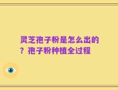 灵芝孢子粉是怎么出的？孢子粉种植全过程