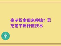 孢子粉拿回来种植？灵芝孢子粉种植技术