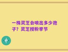 一株灵芝会喷出多少孢子？灵芝授粉季节