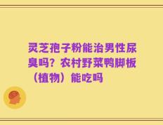 灵芝孢子粉能治男性尿臭吗？农村野菜鸭脚板（植物）能吃吗