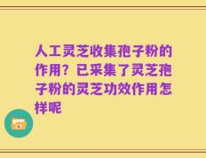 人工灵芝收集孢子粉的作用？已采集了灵芝孢子粉的灵芝功效作用怎样呢