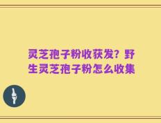 灵芝孢子粉收获发？野生灵芝孢子粉怎么收集
