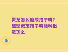 灵芝怎么磨成孢子粉？破壁灵芝孢子粉能种出灵芝么