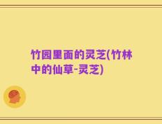 竹园里面的灵芝(竹林中的仙草-灵芝)