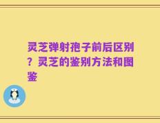 灵芝弹射孢子前后区别？灵芝的鉴别方法和图鉴