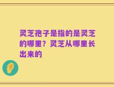 灵芝孢子是指的是灵芝的哪里？灵芝从哪里长出来的