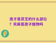 孢子是灵芝的什么部位？天麻是孢子植物吗