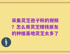 采集灵芝孢子粉的视频？怎么用灵芝赚钱朋友的种植基地灵芝太多了
