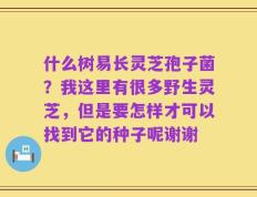 什么树易长灵芝孢子菌？我这里有很多野生灵芝，但是要怎样才可以找到它的种子呢谢谢