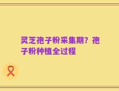 灵芝孢子粉采集期？孢子粉种植全过程