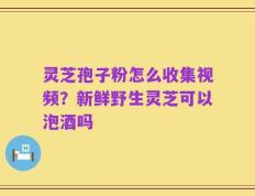 灵芝孢子粉怎么收集视频？新鲜野生灵芝可以泡酒吗
