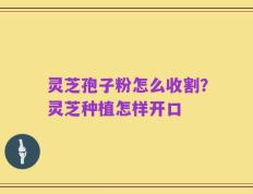灵芝孢子粉怎么收割？灵芝种植怎样开口
