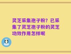 灵芝采集孢子粉？已采集了灵芝孢子粉的灵芝功效作用怎样呢