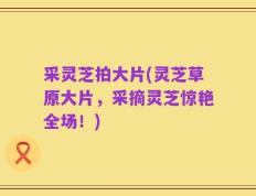 采灵芝拍大片(灵芝草原大片，采摘灵芝惊艳全场！)