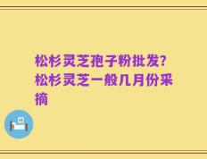 松杉灵芝孢子粉批发？松杉灵芝一般几月份采摘
