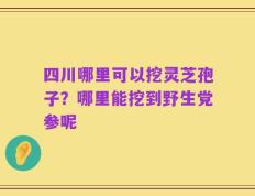 四川哪里可以挖灵芝孢子？哪里能挖到野生党参呢