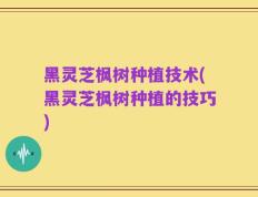 黑灵芝枫树种植技术(黑灵芝枫树种植的技巧)