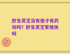 野生灵芝没有孢子有药效吗？野生灵芝繁殖快吗