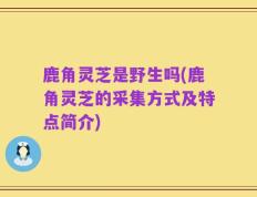 鹿角灵芝是野生吗(鹿角灵芝的采集方式及特点简介)