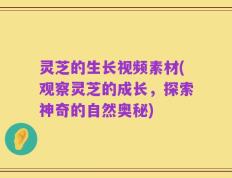灵芝的生长视频素材(观察灵芝的成长，探索神奇的自然奥秘)