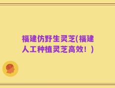 福建仿野生灵芝(福建人工种植灵芝高效！)