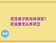 灵芝孢子粉怎样浇花？花盆里怎么养灵芝