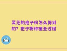 灵芝的孢子粉怎么得到的？孢子粉种植全过程