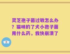 灵芝孢子菌过敏怎么办？猫咪的了犬小孢子菌用什么药，我快崩溃了