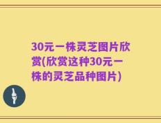30元一株灵芝图片欣赏(欣赏这种30元一株的灵芝品种图片)