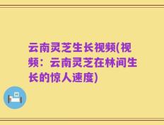 云南灵芝生长视频(视频：云南灵芝在林间生长的惊人速度)