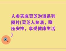 人参天麻灵芝泡酒系列图片(灵芝人参酒，降压安神，享受健康生活)