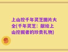 上山挖千年灵芝图片大全(千年灵芝：献给上山挖掘者的珍贵礼物)