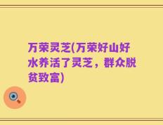 万荣灵芝(万荣好山好水养活了灵芝，群众脱贫致富)