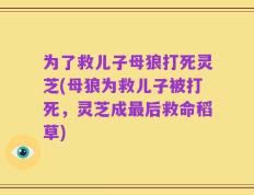 为了救儿子母狼打死灵芝(母狼为救儿子被打死，灵芝成最后救命稻草)
