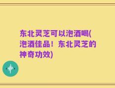 东北灵芝可以泡酒喝(泡酒佳品！东北灵芝的神奇功效)